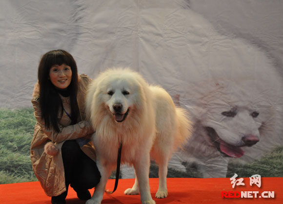 中外名犬大集結(jié) 2010長沙犬博會盛大揭幕